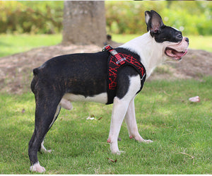 Adjustable Pet Harness & Leash Set